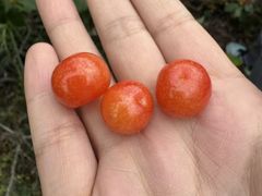 -桃源山庄·摘樱桃·柴火鸡·烧烤团建(龙泉山店)