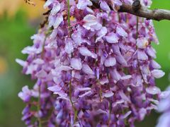 -上海吴淞炮台湾国家湿地公园