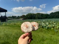 -荷塘月色湿地公园·向阳花洲