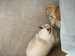 -飞行喵MR PILOT|猫舍·猫咖(静安大融城店)