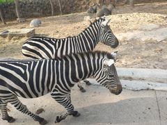 -清迈夜间动物园