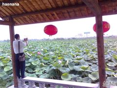 -建华生态湿地百荷园
