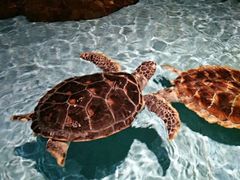 -芜湖新华联大白鲸海洋公园