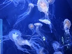 -青岛海底世界-水族馆