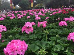 -松山湖梦幻百花洲