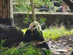 -都江堰中华大熊猫苑