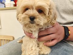 -柴犬小屋·柴餐厅·狗咖食堂(金鼎广场店)