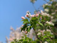 -海棠花溪(元大都城垣遗址公园)