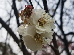 -无锡梅园公园