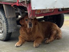 -大邑李记肥肠血旺