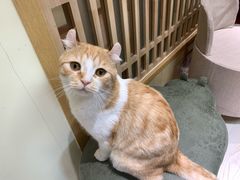 -猫和宫(六道口店)