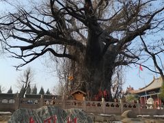 -大槐树寻根祭祖园