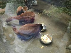-武汉动物园