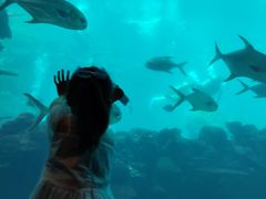-海棠湾洲际-涛·海底餐厅·美人鱼·自助餐·海底隧道