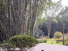 -望江楼公园