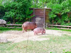 -上海野生动物园