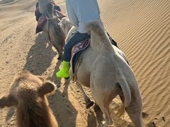 -银肯塔拉沙漠生态旅游景区