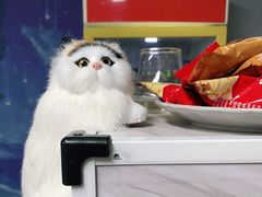 -喵百万·布偶·蓝金金渐层英短·猫舍(百子湾店)