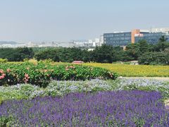 -光明小镇欢乐田园