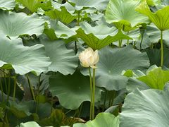 -清晏园