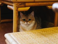 -MOCHA明星猫咖(田子坊店)