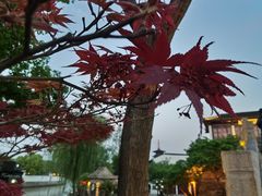 -枫桥夜泊