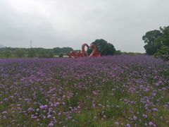 -西京湾花海