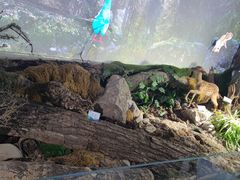 -青藏高原野生动物园