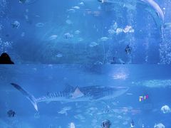 -烟台海昌鲸鲨海洋公园