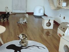 -Meowの猫咖(万家丽店)