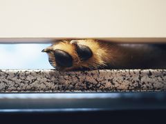 -柴犬高等学院·狗咖·柴犬售卖·宠物训练