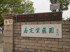 -嘉定紫藤园