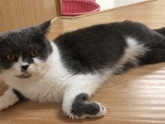 -猫和宫(六道口店)