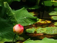 -上海市龙华烈士陵园