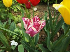 -洛阳郁金香牡丹园