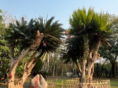 -中国科学院西双版纳热带植物园