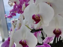 -平安金融中心云际观光层