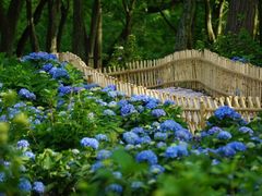 -上海共青森林公园