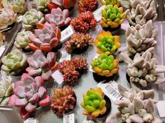 -KKV(深圳宏发大仟里店)