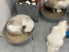 -极木²邸 人与宠物·互动社区