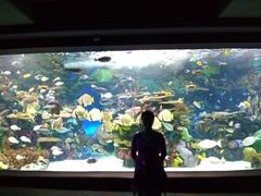 -瑞普利水族馆