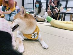 -逗柴咖啡屋·狗咖猫咖宠物桌游