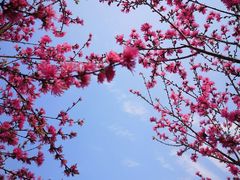 -南汇桃花村