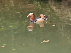 -西湖游船