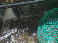 -创味·民间海南菜·非遗藤桥排骨(藤桥·免税城店)