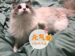-糯米喵星人总部直营旗舰店·猫舍·幼猫出售