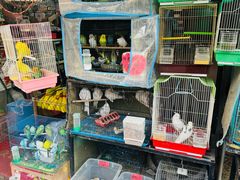 -溪岸路花鸟市场