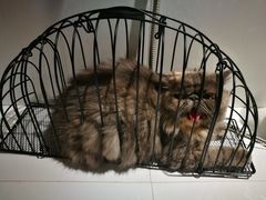 -MOLLY'S萌宠生活馆