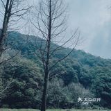 云径•天竹