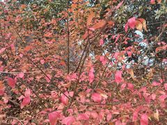 -狼山风景名胜区